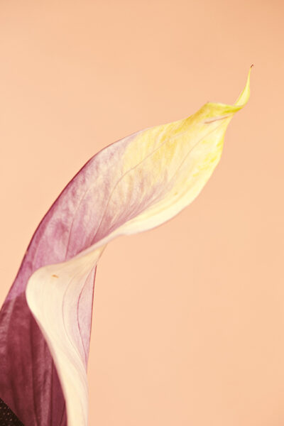 Y37420_Shadows_0035_v1_rgb